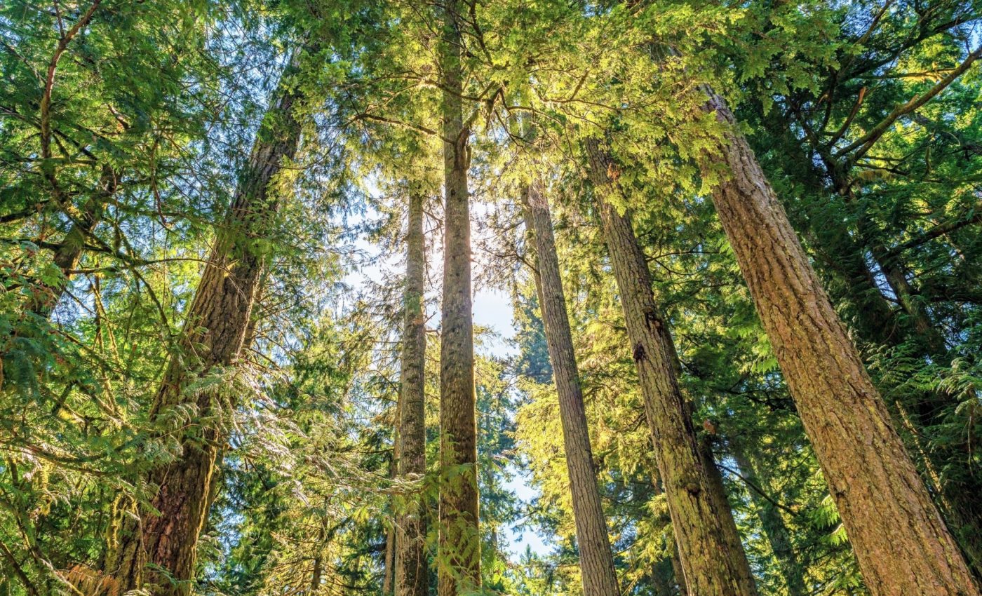 Ozone pollution threatens tree survival across western U.S.