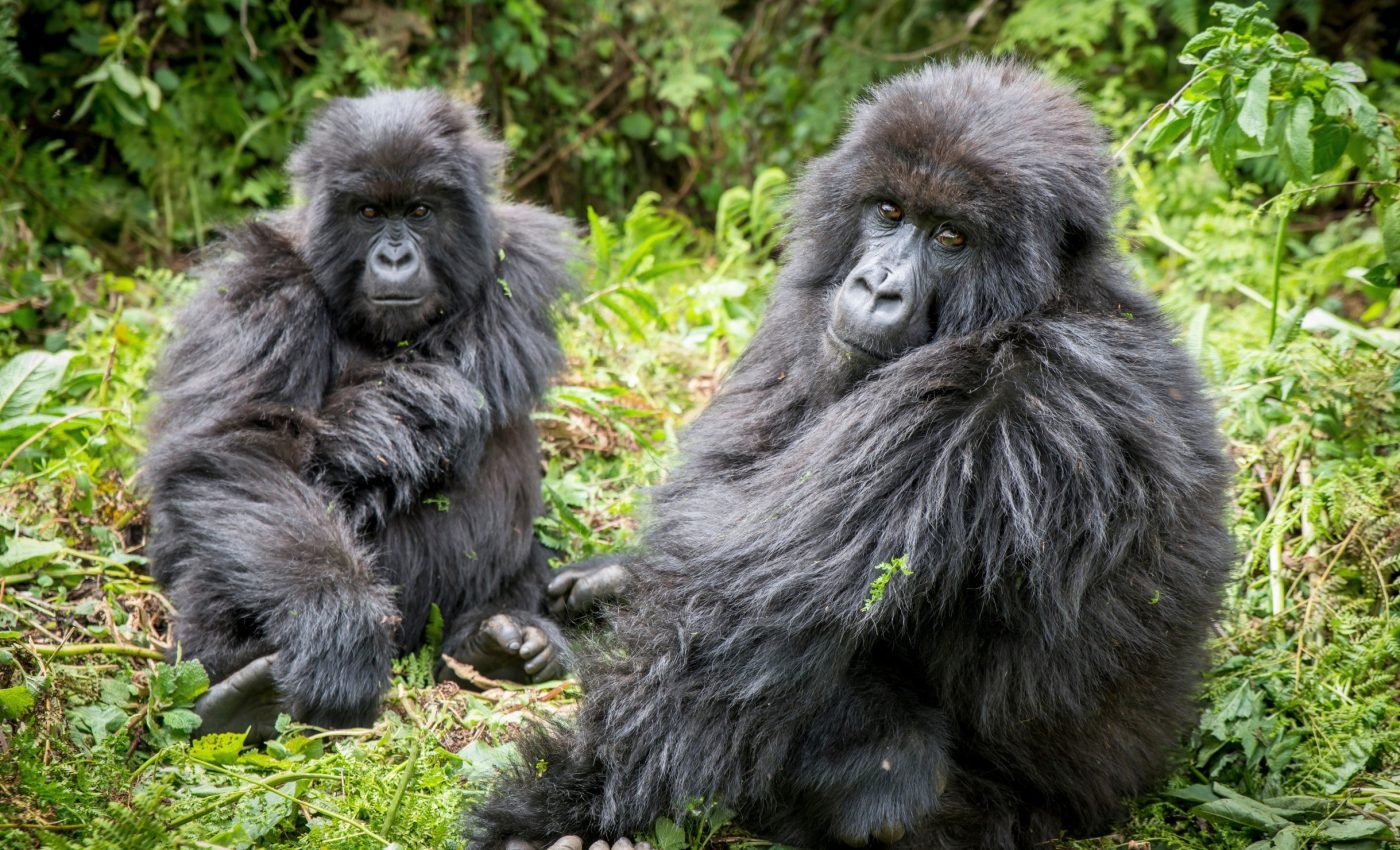 Mountain gorillas have their own strategy to avoid inbreeding