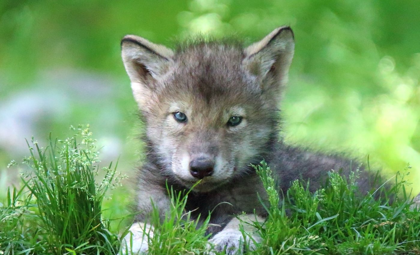 Early humans turned wolf pups into the first domesticated dogs
