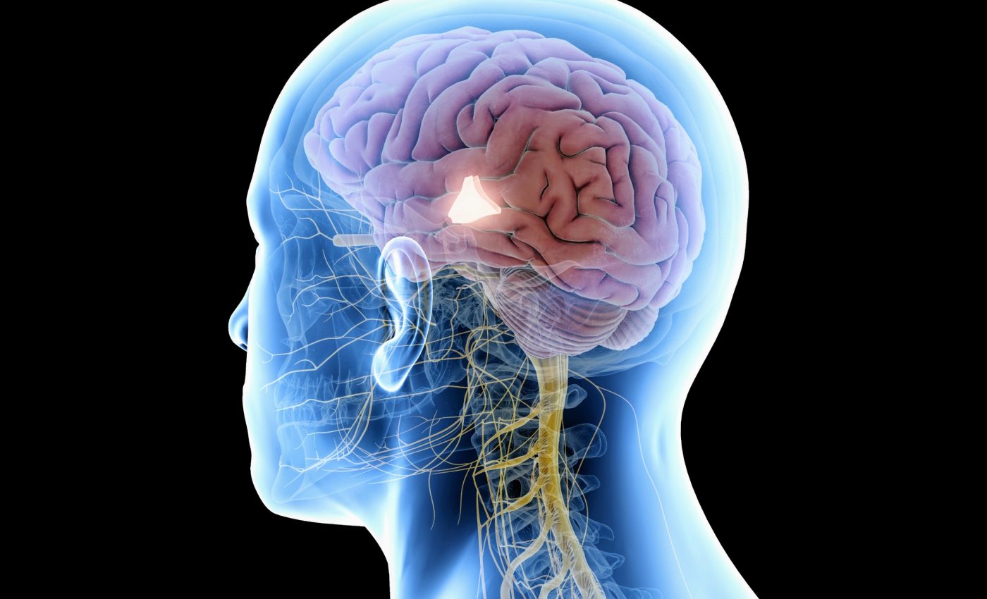 Stress hormones keep an hourly rhythm, shaping mood and energy