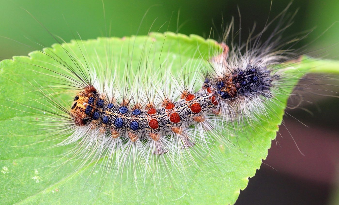 How rising CO2 levels threaten insect reproduction