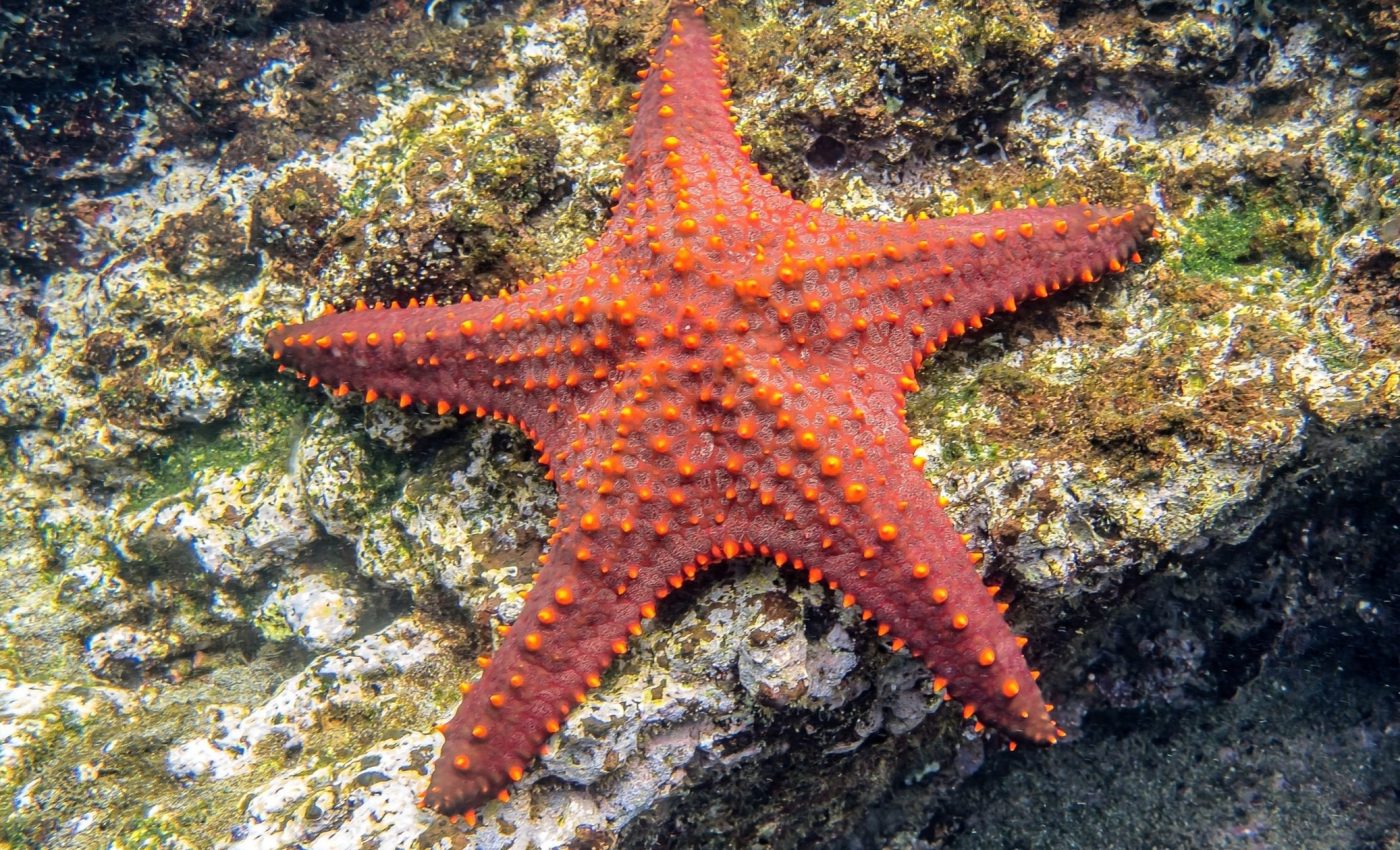 Bacteria that’s melting starfish alive has finally been identified