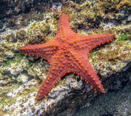 2025/08/Starfish-disease.jpg