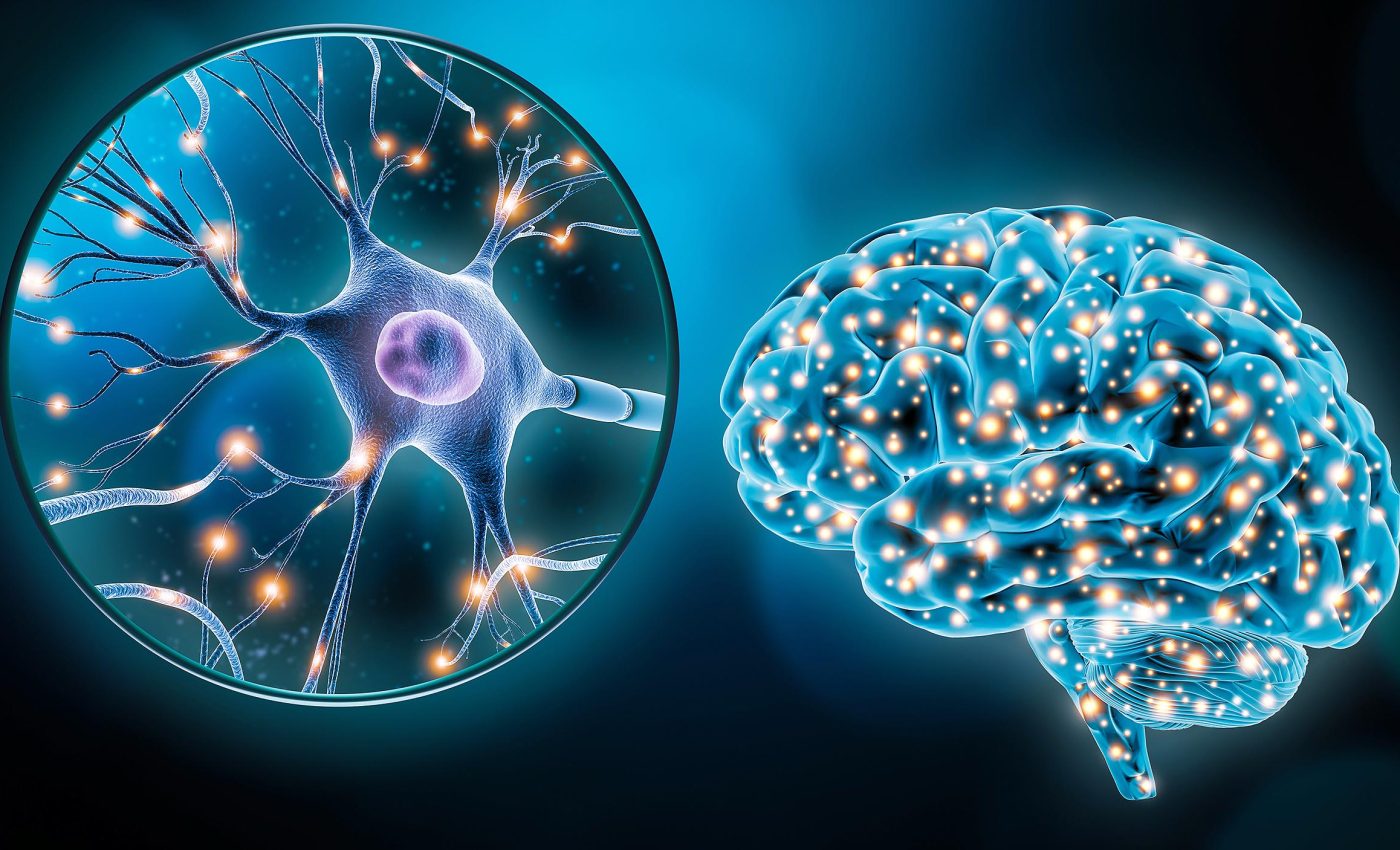 Scientists discover how the brain makes new memories without erasing old ones