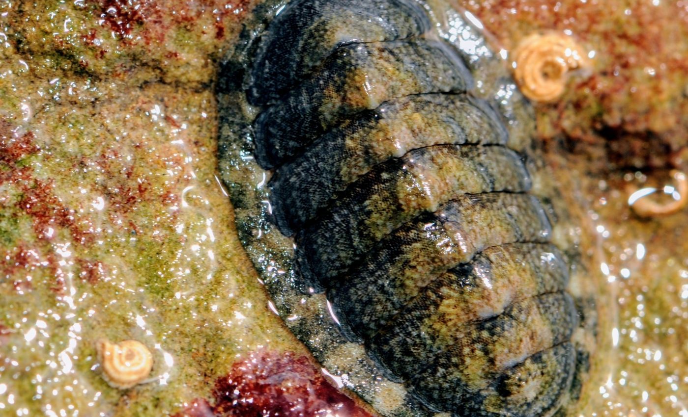 Nature's toughest teeth inspire next-generation materials