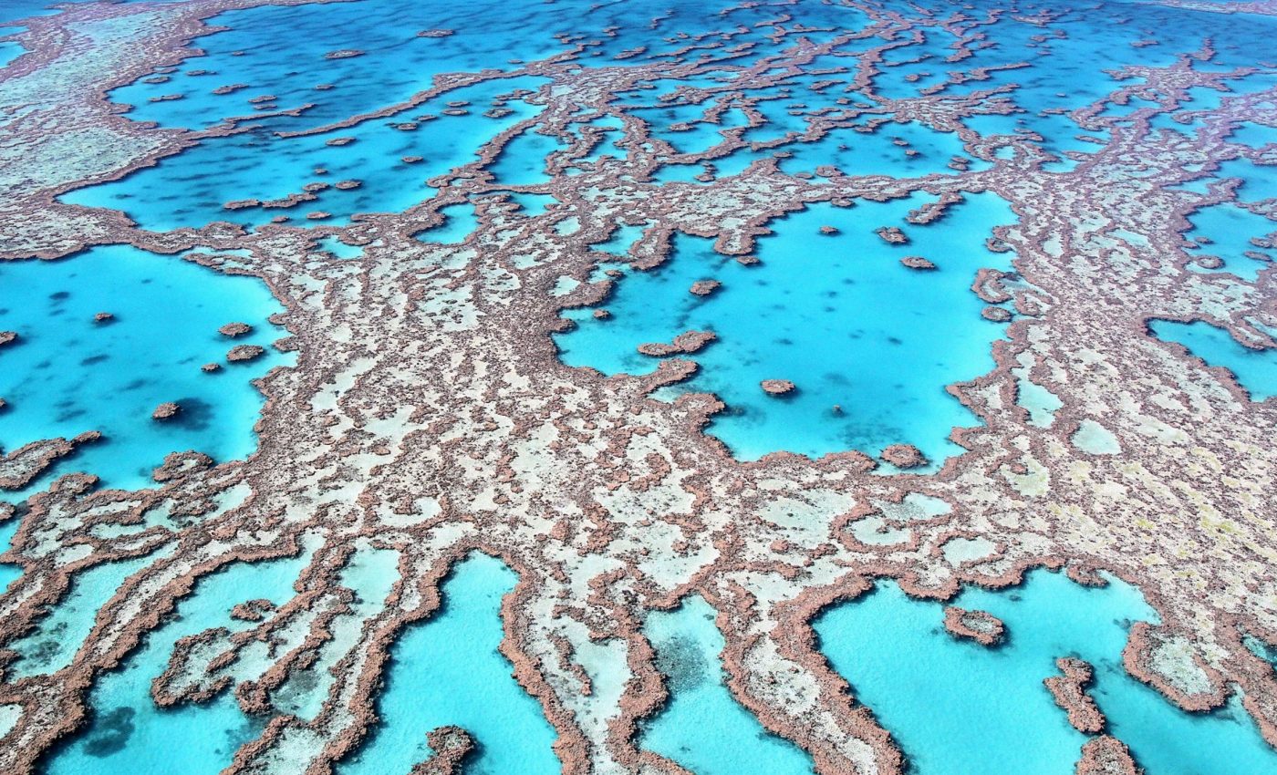 Great Barrier Reef suffers record coral loss after years of growth