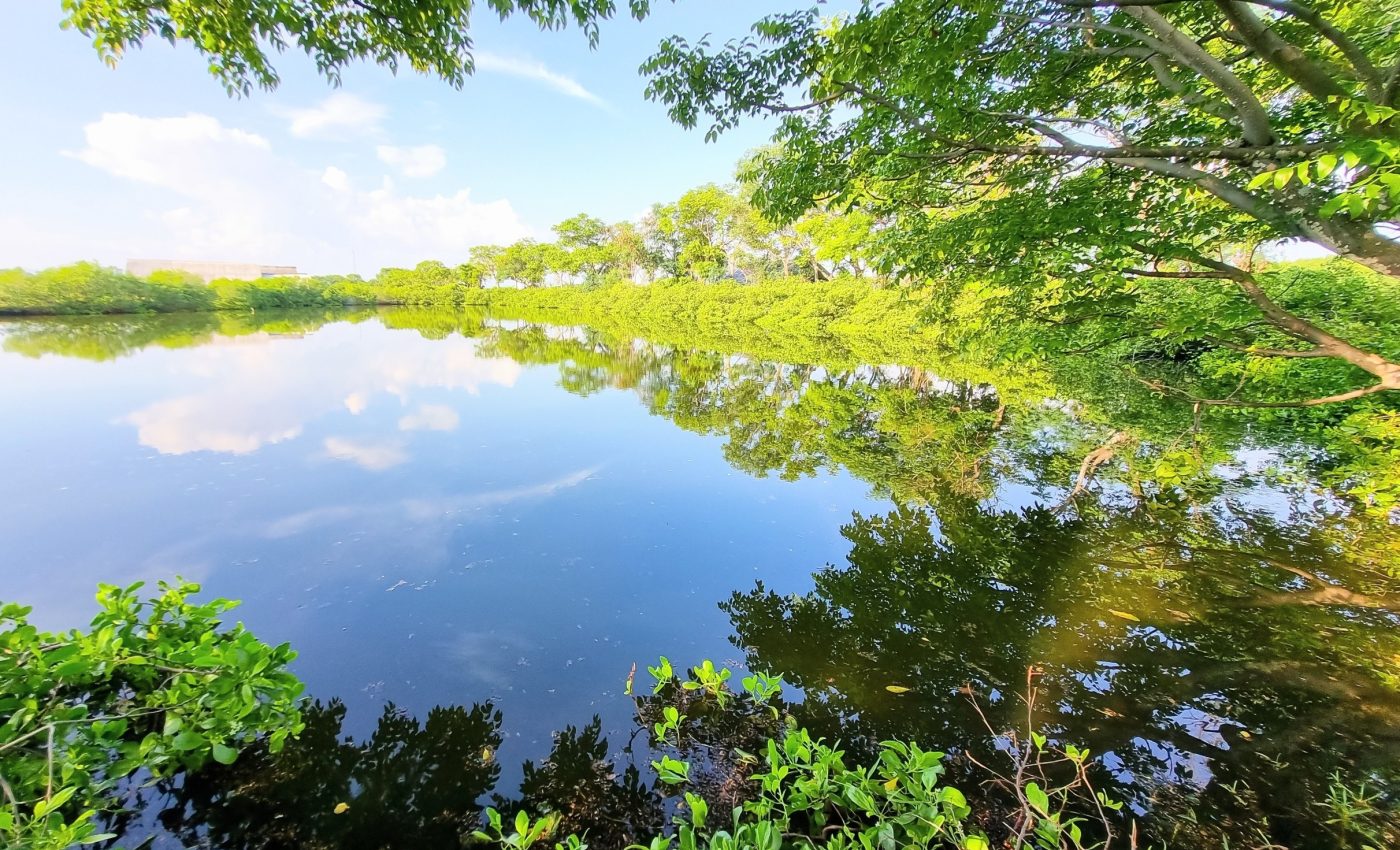 Lakes with vegetated edges are powerful carbon sinks