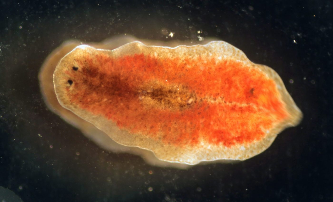 Tiny worms could change how we test mental health drugs