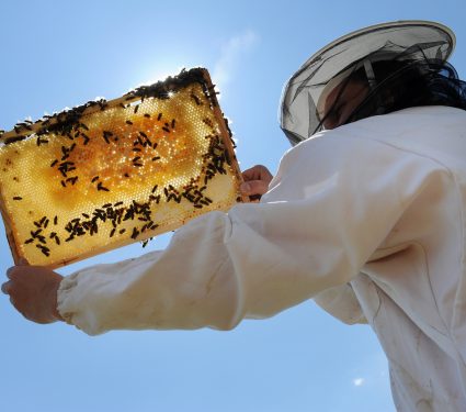 2025/08/Honey-Bee-Day.jpg