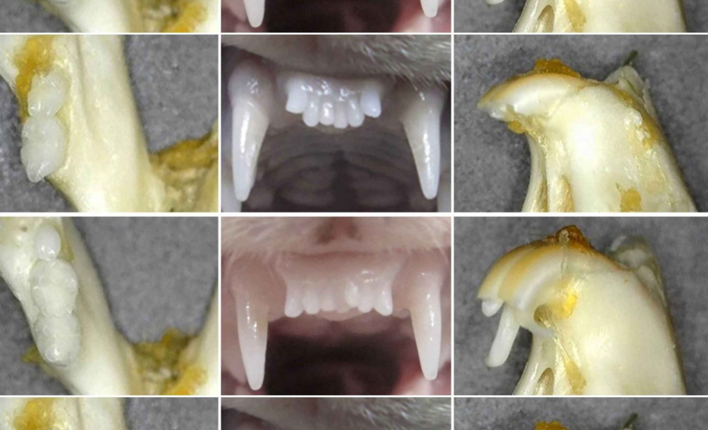 The end of dentures: Science is about to help you regrow your own teeth