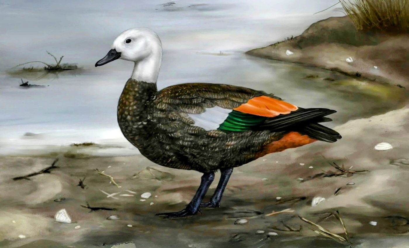 Extinct duck reveals how island life reshapes birds