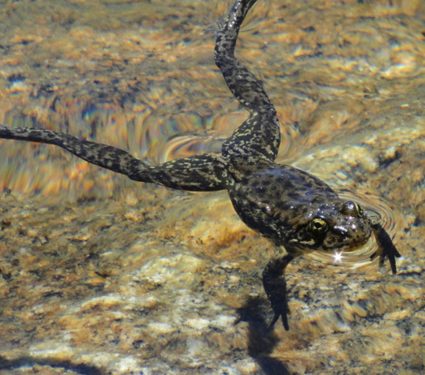 2025/08/Sierra-nevada-frog.jpg