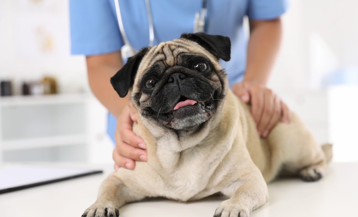 Mapping disease patterns in dogs can reveal what's ahead