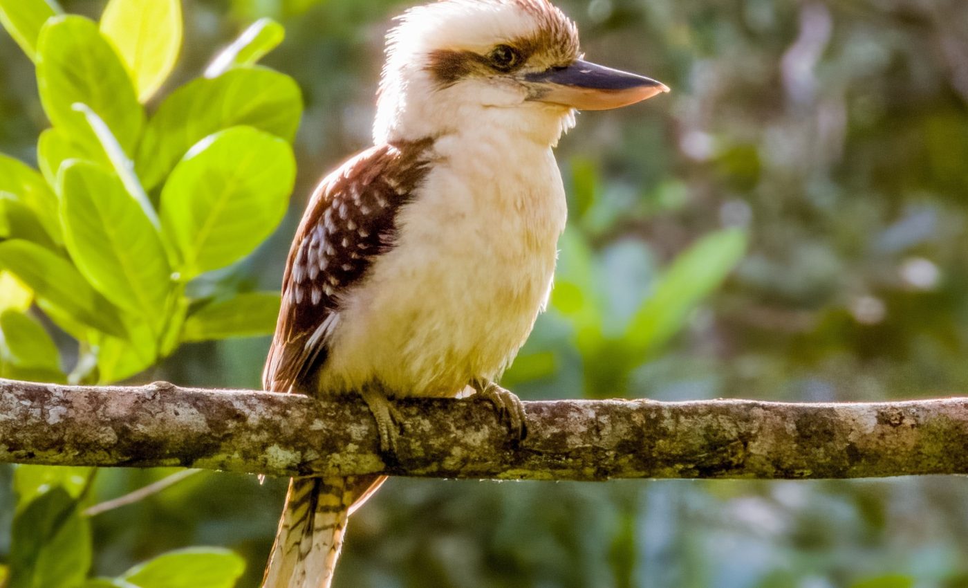 Sex reversal is more common in wild birds than expected