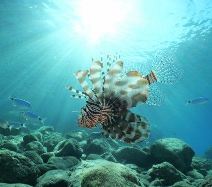 2025/08/Mediterranean-tropical-species.jpg
