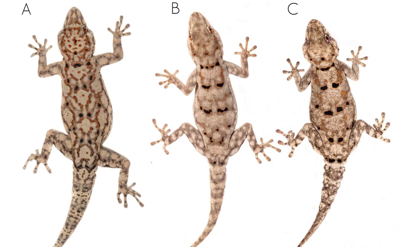 Three new gecko species discovered after eight years of searching