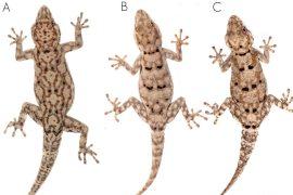 2025/08/three-new-gecko-species-angola.jpg