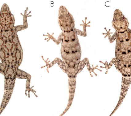 2025/08/three-new-gecko-species-angola.jpg