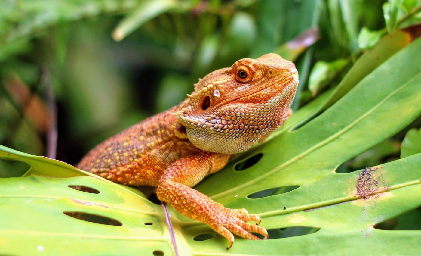 How heat can rewrite the destiny of a bearded dragon