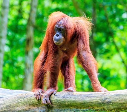 2025/08/World-Orangutan-Day.jpg