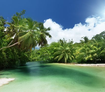 2025/08/tropical-trees-1.jpg