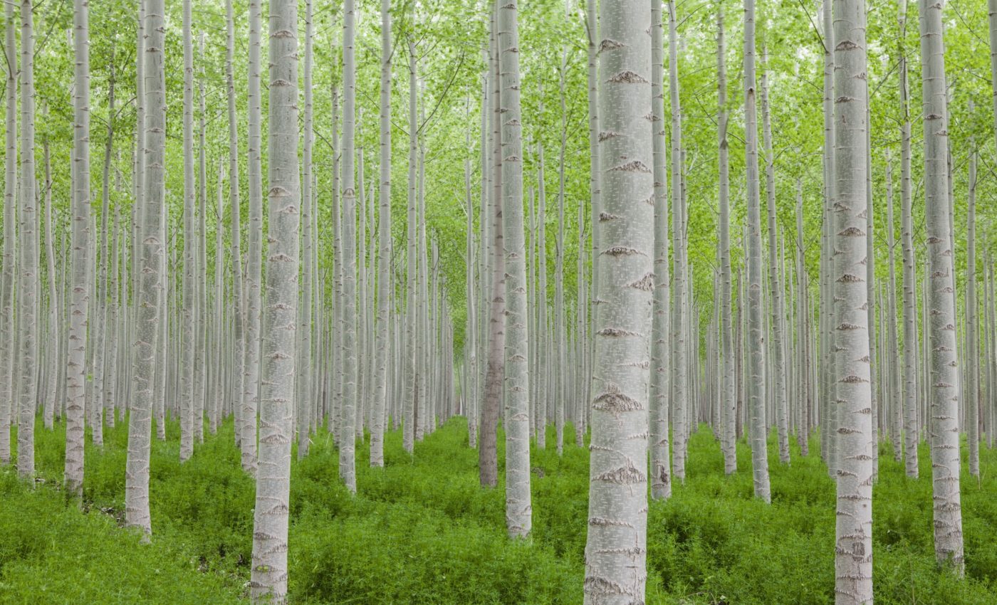 Poplar trees changed their chemistry to survive