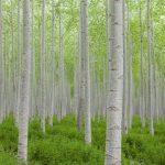 2025/08/popular-tree.jpg
