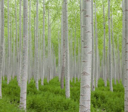 2025/08/popular-tree.jpg