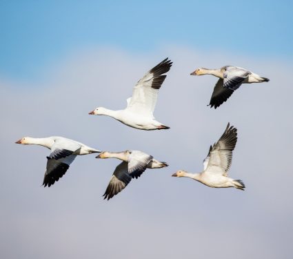 2025/08/Geese-flock.jpg