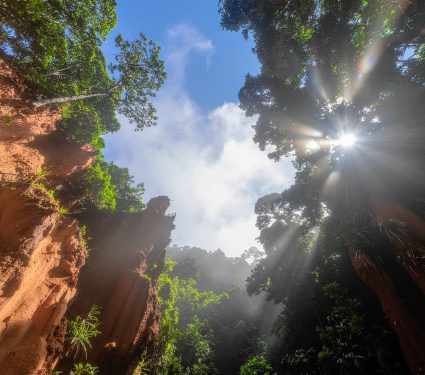 2025/08/Forests-climate.jpg