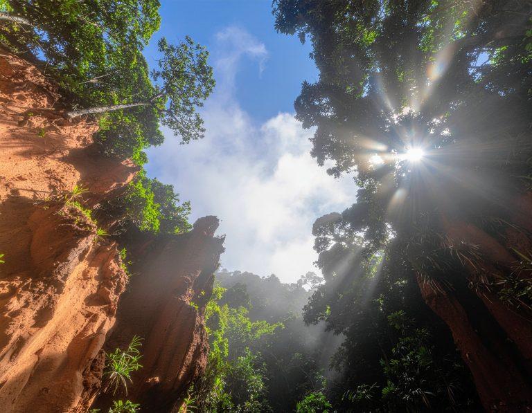 2025/08/Forests-climate.jpg