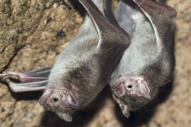 2025/08/vampire-bat4.jpg