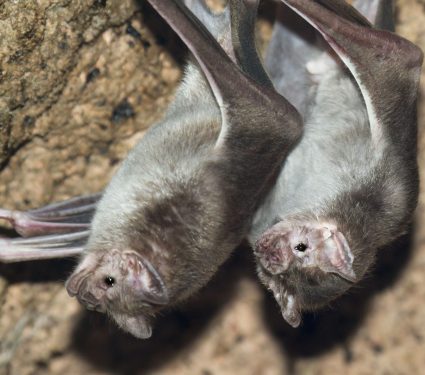 2025/08/vampire-bat4.jpg