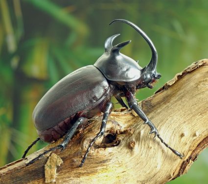 2025/08/Earth-species.jpg