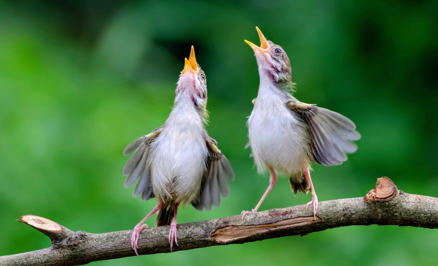 Light pollution makes birds around the world sing longer each day