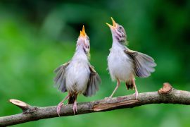 2025/08/Light-pollution-birds.jpg