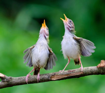 2025/08/Light-pollution-birds.jpg