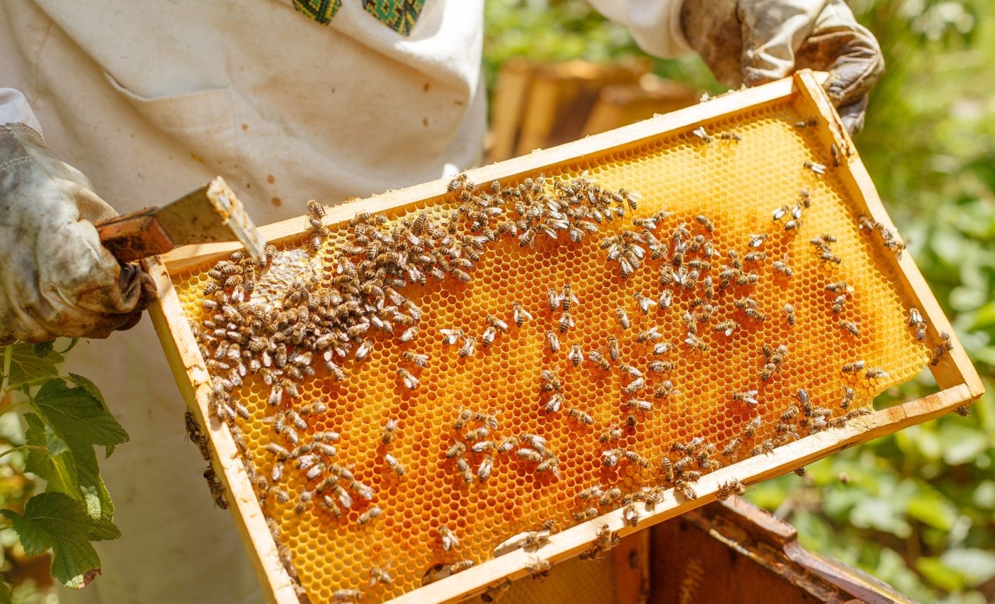 Engineered bee diets can help protect global food security