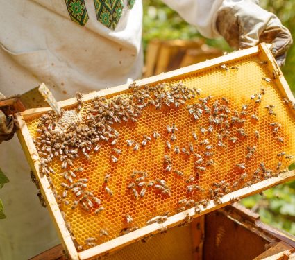 2025/08/Bee-diets-yeast.jpg