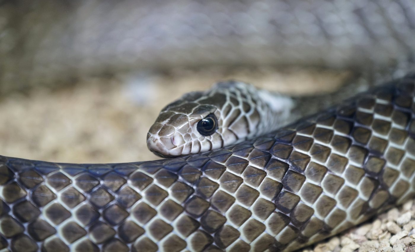 Black mambas carry a record of pollution in their scales