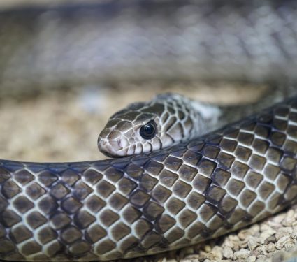 2025/08/Black-mambas-pollution.jpg