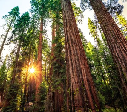 2025/08/carbon-forests.jpg