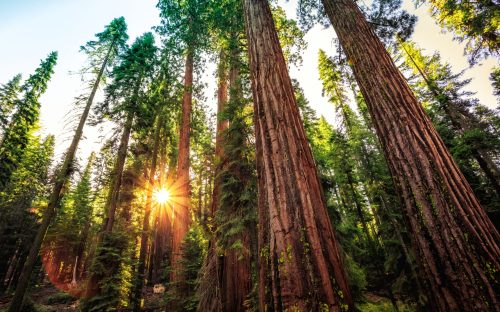 2025/08/carbon-forests.jpg