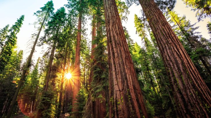 2025/08/carbon-forests.jpg
