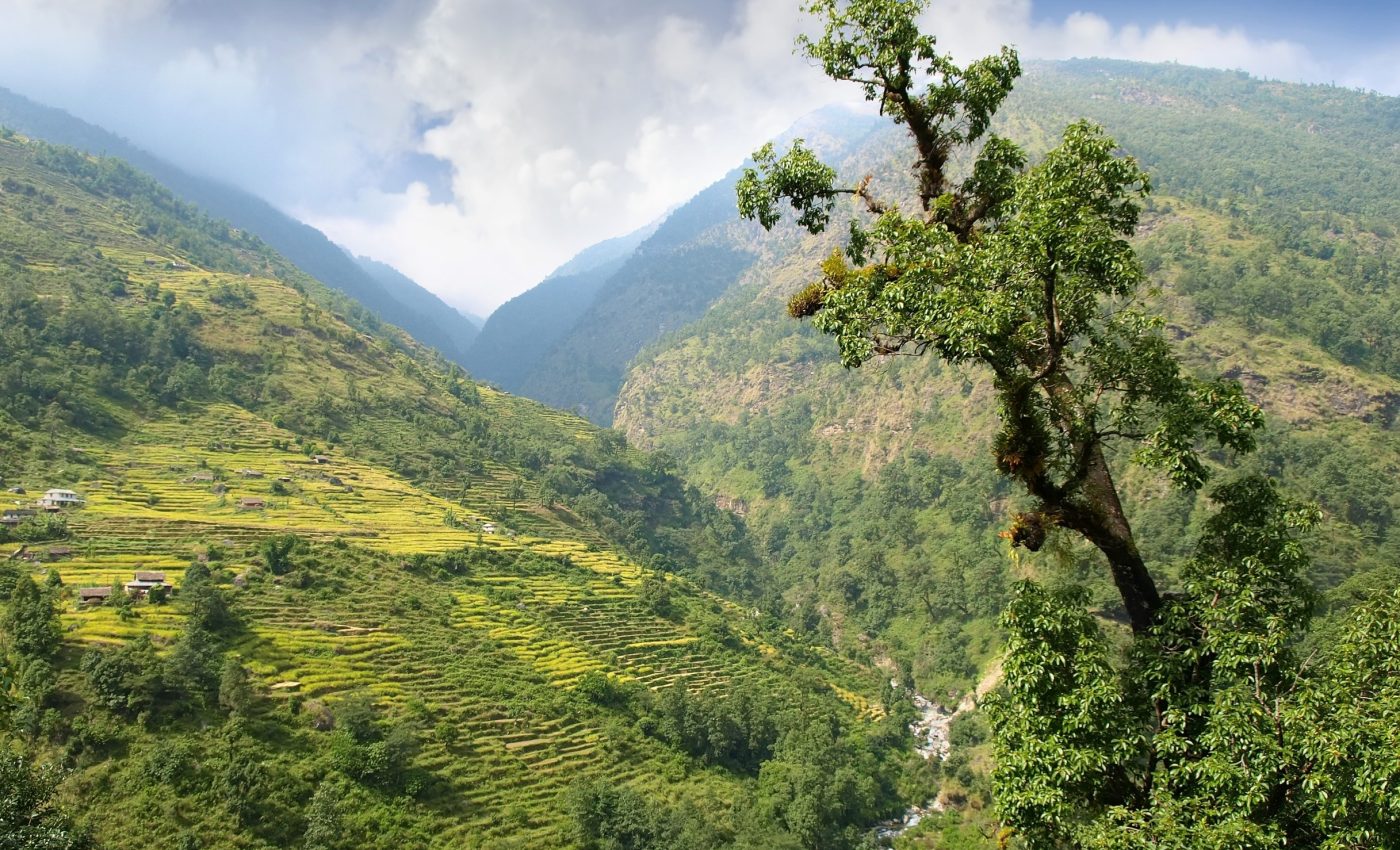 How cold air and water shape the limits of mountain trees