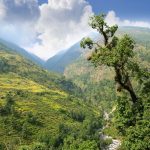 2025/08/Mountain-trees2.jpg