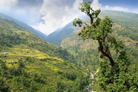 2025/08/Mountain-trees2.jpg