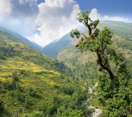 2025/08/Mountain-trees2.jpg