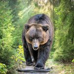 2025/08/Cave-bear.jpg