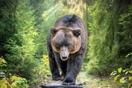 2025/08/Cave-bear.jpg